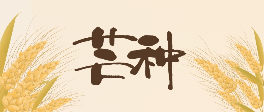 芒種 | 北收麥芒，南始插秧
